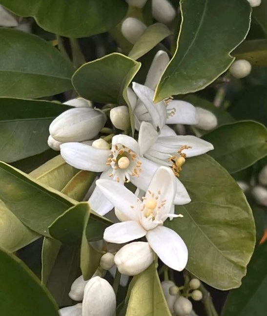 Aromatica Embrace Hand Cream Neroli & Patchouli