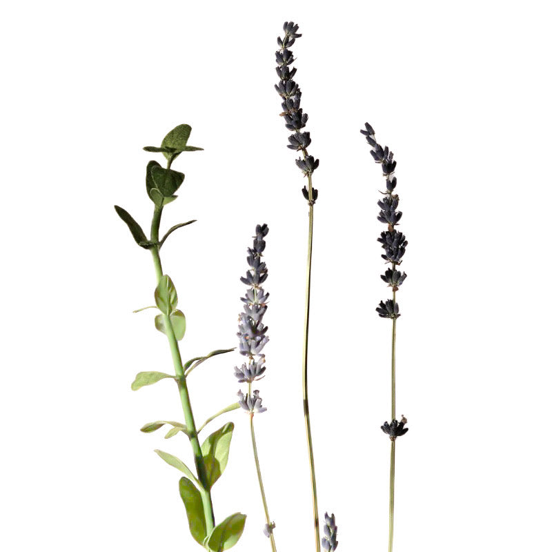 Aromatica Serene Hand Cream Lavender & Marjoram