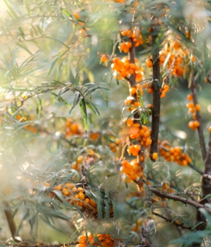 Purito Sea Buckthorn Vital 70 Cream